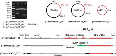 A fluorescent reporter system for anaerobic thermophiles